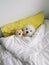 Maltese puppy lying on pillow with monkey toy in sleeping bed