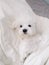 Maltese puppy lying on white blanket in sleeping bed