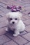 Maltese puppy on pavers vertical rose petals