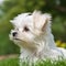 Maltese puppy portrait on a sunny summer day. Closeup portrait of a cute purebred Maltese pup in the field. Outdoor portrait of a