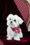 Maltese Puppy On Red