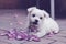 Maltese puppy rose petals pastel