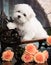 Maltese puppy sits on dark background. Studio shoot.