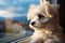 Maltese puppy sits on the windowsill, observing the world outside
