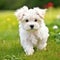 Maltese puppy standing on the green meadow in summer green field. Portrait of a cute Maltese pup standing on the grass with a