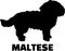 Maltese silhouette black