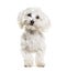 Maltese standing against white background