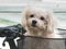 Maltese terrier in a bicycle basket at kirra