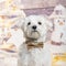 Maltese wearing a bow tie in front of a christmas decoration painted with a snowman and a present