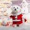 Maltese wearing Christmas disguise coat in front of a christmas decoration painted with a snowman and a present