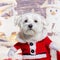 Maltese wearing Christmas disguise coat in front of a christmas decoration painted with a snowman and a present