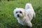 Malteser / Maltese - West Higland Terrier half-breed