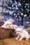 Malteser puppies under Christmass tree lights