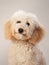 maltipoo on a beige background. curly dog in photo studio