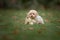 Maltipoo dog. Adorable Maltese and Poodle mix Puppy