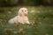 Maltipoo dog. Adorable Maltese and Poodle mix Puppy