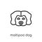 Maltipoo dog icon. Trendy modern flat linear vector Maltipoo dog