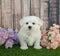 Maltipoo Puppy