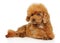 Maltipoo puppy lies on a white background