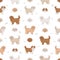 Maltipoo seamless pattern. Maltese Poodle mix. Different coat colors set