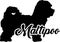 Maltipoo silhouette real word