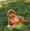 Maltipu little dog with yellow ball is posing. Cute playful braun doggy or pet playing in the green grass