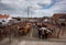 Malton Livestock Market - the outside cattle pens