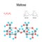 Maltose. Chemical structural formula and model of molecule