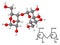 Maltose molecule with chemical formula