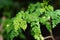 Malunggay or Moringa herb leaves