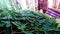 Malunggay Moringa oleifera grean leaf