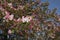 Malus floribunda pink and white blossom