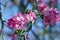 Malus royalty, ornamental apple tree, springtime, purple pink flowers on branches