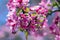 Malus royalty, ornamental apple tree, springtime, purple pink flowers on branches