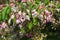 Malus scheideckeri Pendula flowers view