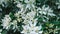 Malus sieboldii - Toringa crabapple tree blossom closeup