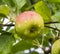 Malus Sieversii, wild crabapple from Kazakhstan