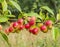 Malus Sieversii, wild crabapple from Kazakhstan