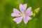 Malva Alcea flower in summe meadow