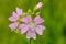 Malva Alcea flower in summer meadow