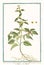 Malva americana ulmifolia Malvastrum coromandelianum