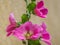Malva arborea or Lavatera arborea - Pink flower with yellow stigma in the rain.