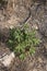 Malva arborea on the rocks