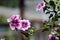 Malva blooms in pink and purple
