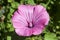 Malva a bright pink purple summer flower