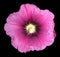 Malva flower isolated