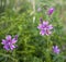 Malva flowers with Drone Fly