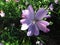 Malva moschata, close up of pink blossom, medicinal wild plant