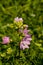 Malva moschata flower growing in meadow, close up shoot