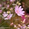 Malva moschata musk mallow flowers growing in a garden or field outdoors. Closeup of beautiful flowering plants with